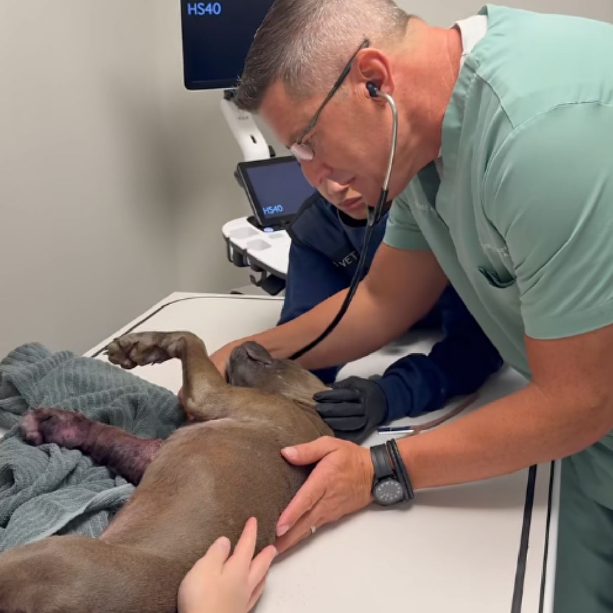 vet checking the pup