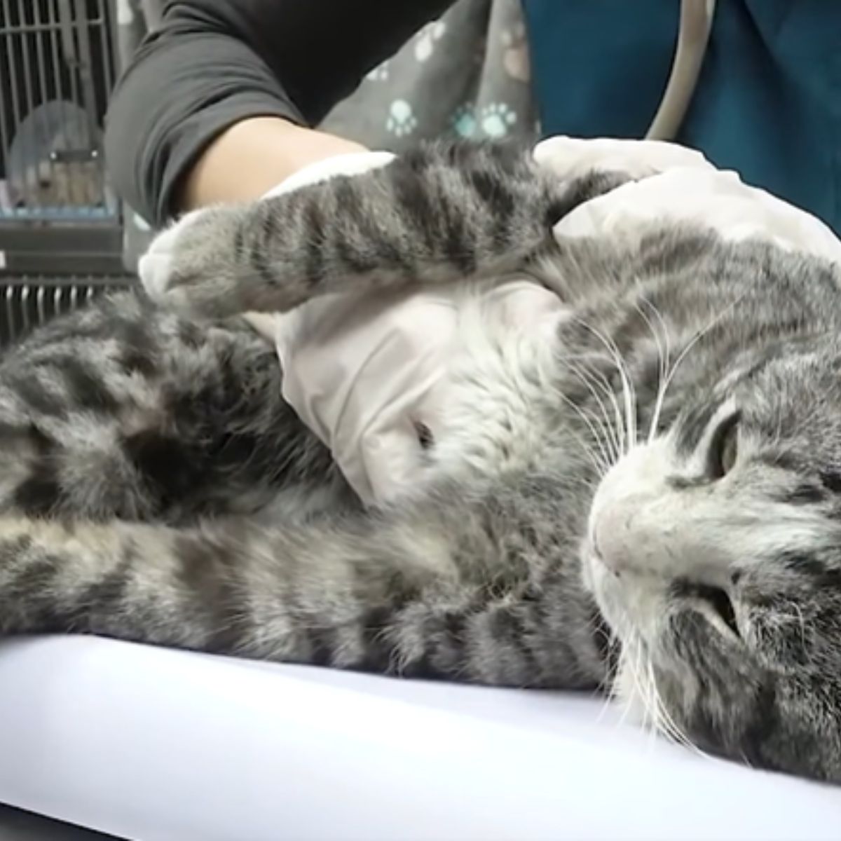 vet examining injured cat