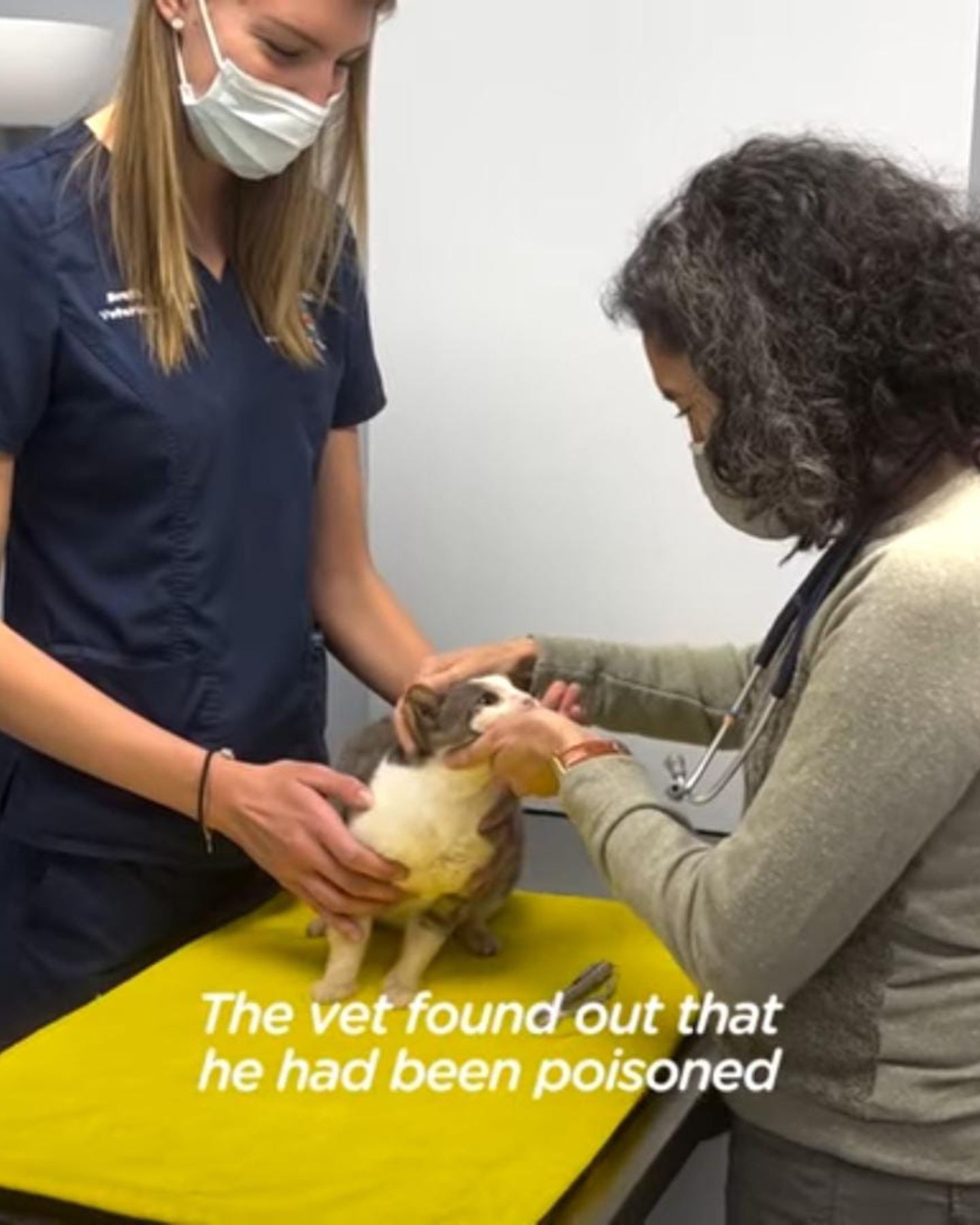 vet examining the cat