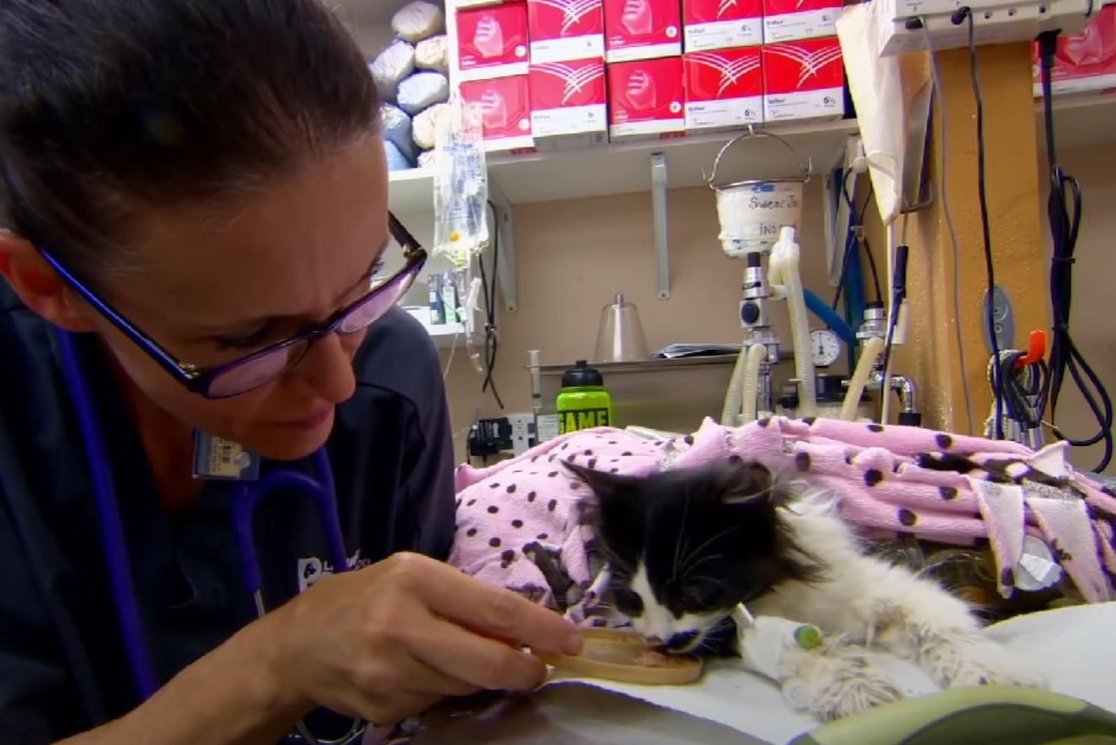 vet feeding the kitten