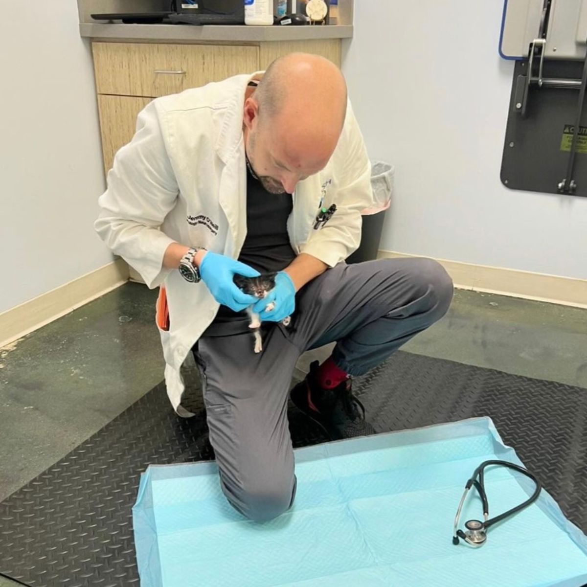 veterinarian examines a small kitten