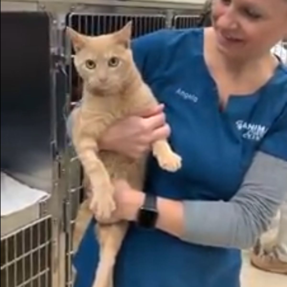 veterinarian is holding an orange cat