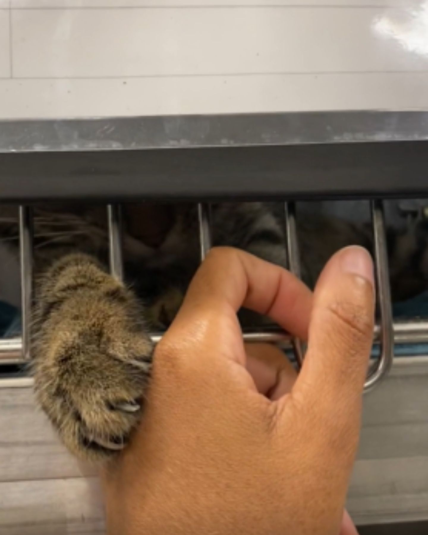 visitor petting cat in the shelter