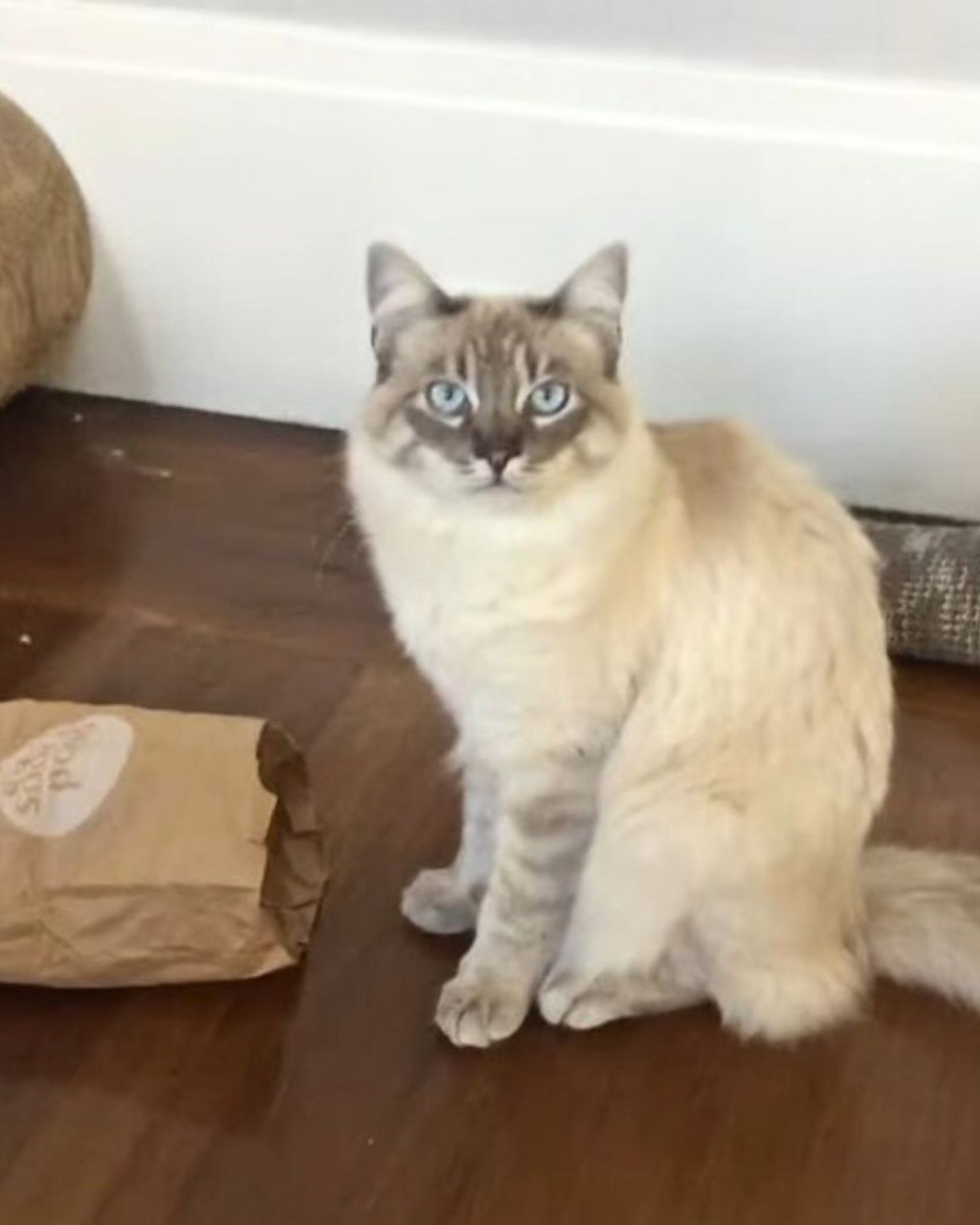 white beautiful rescued cat