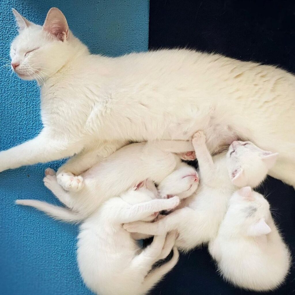 white cat and 4 white kittens