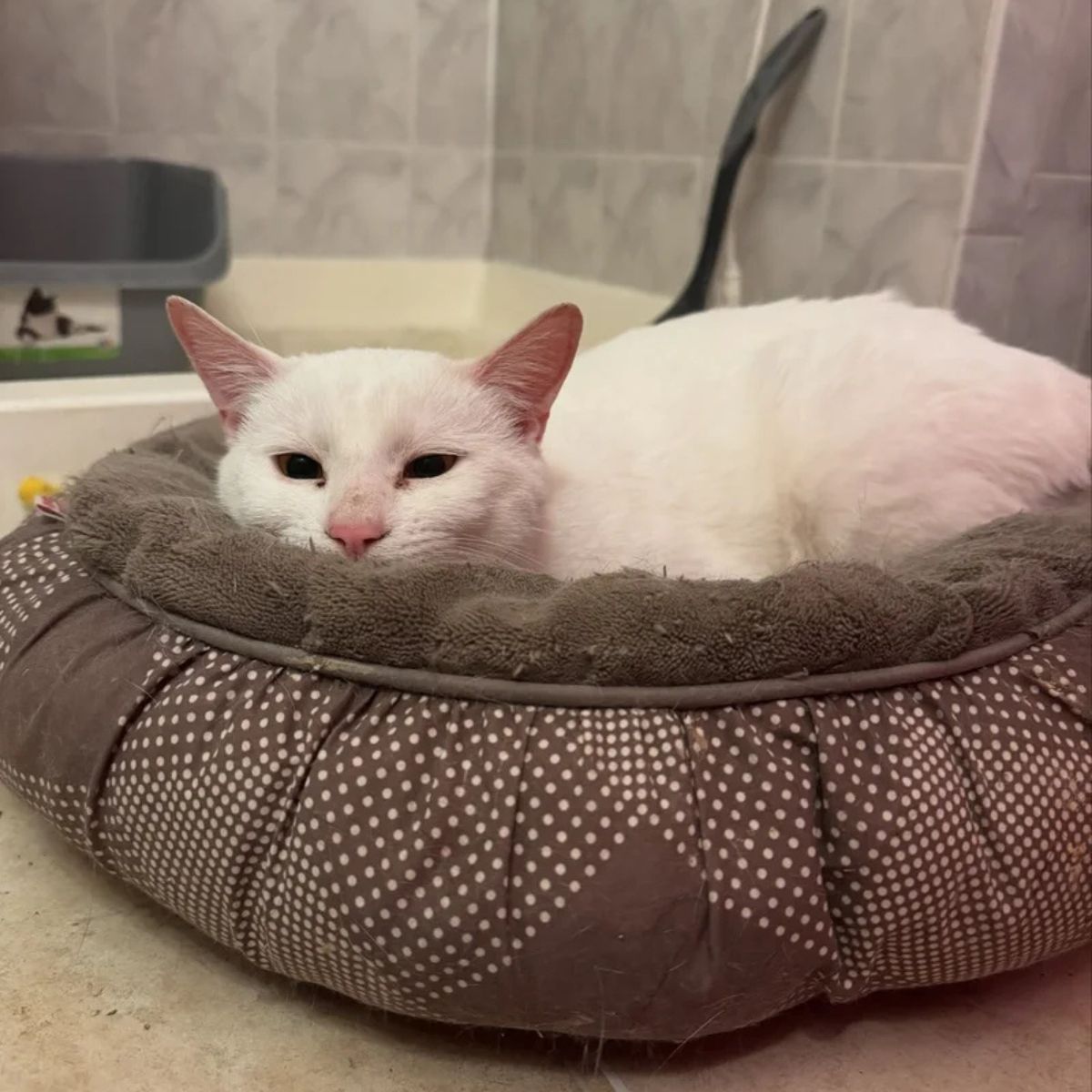 white cat in the pillow is located