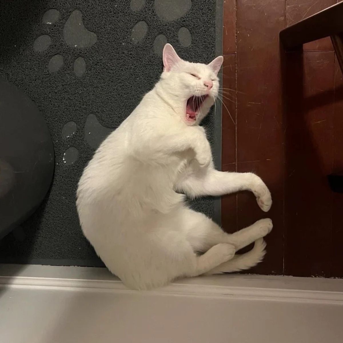 white cat is yawning