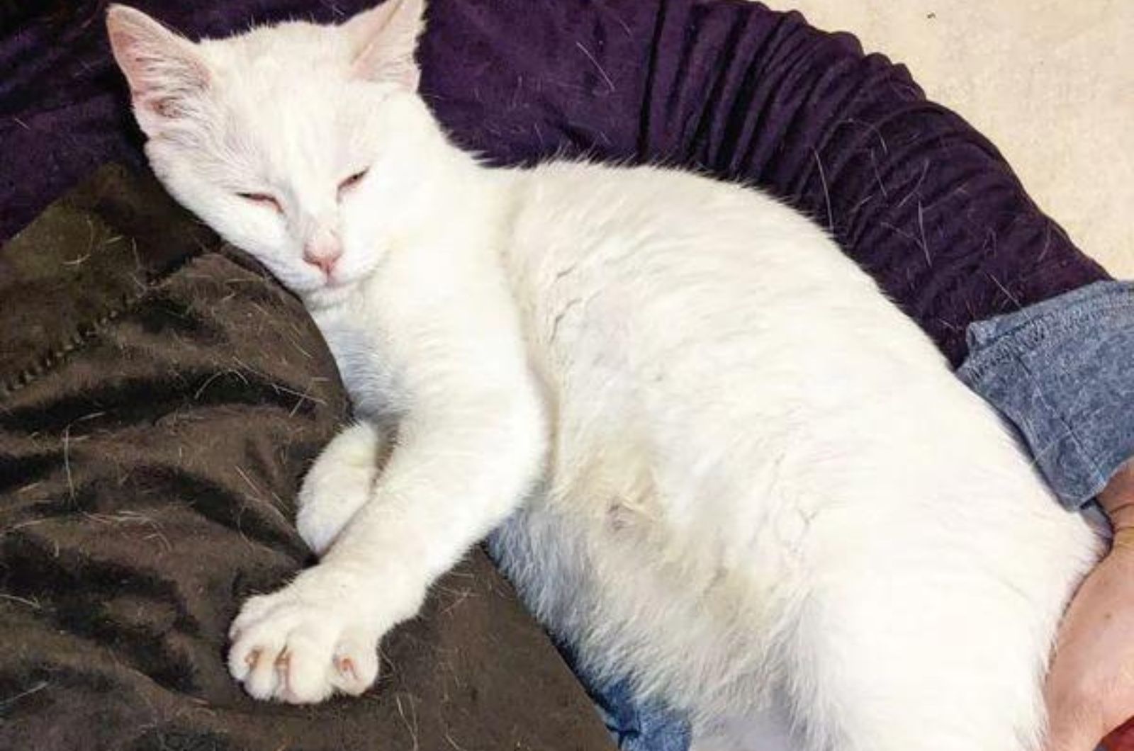 white cat lies peacefully in arms
