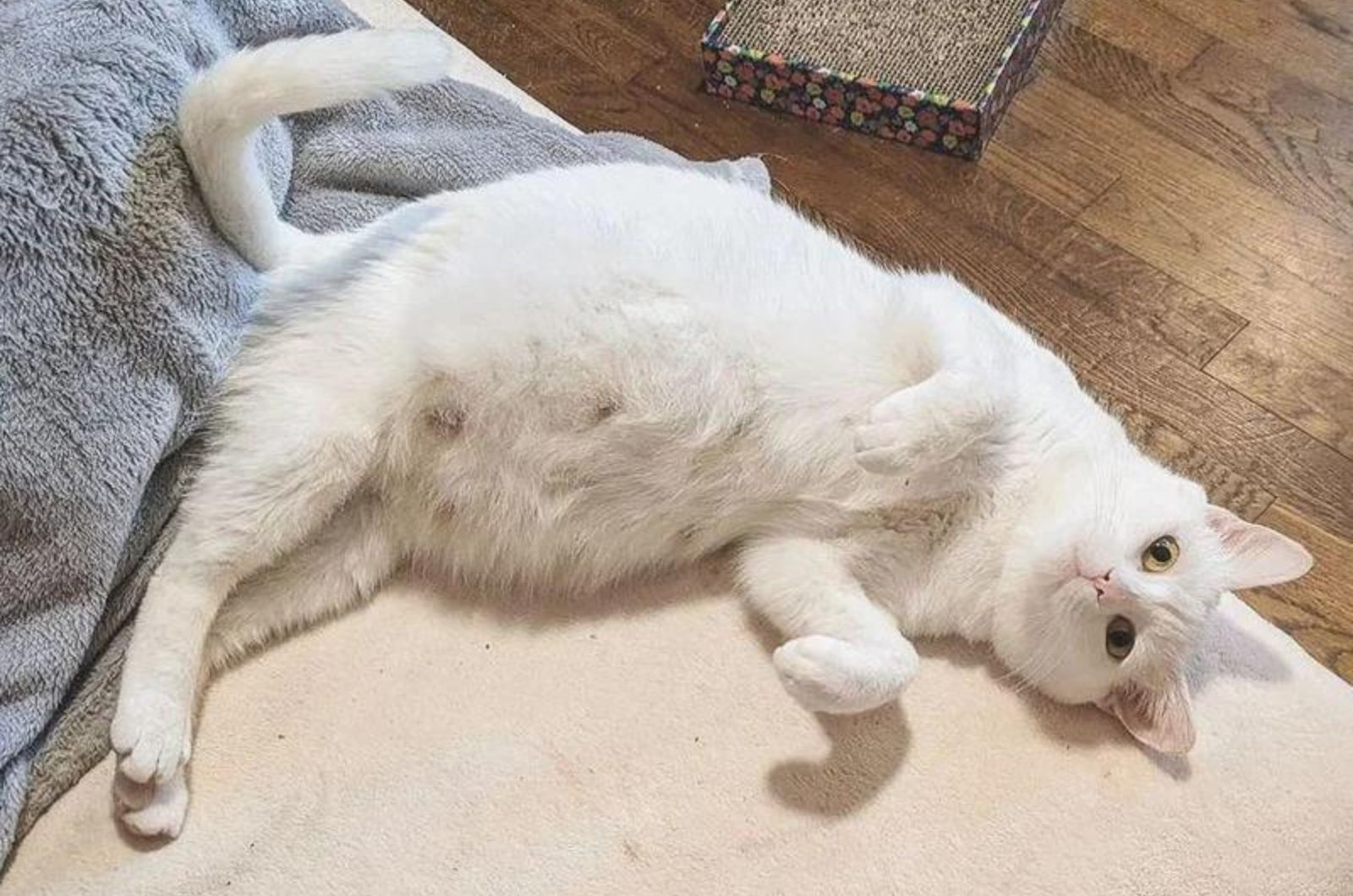 white cat lies peacefully
