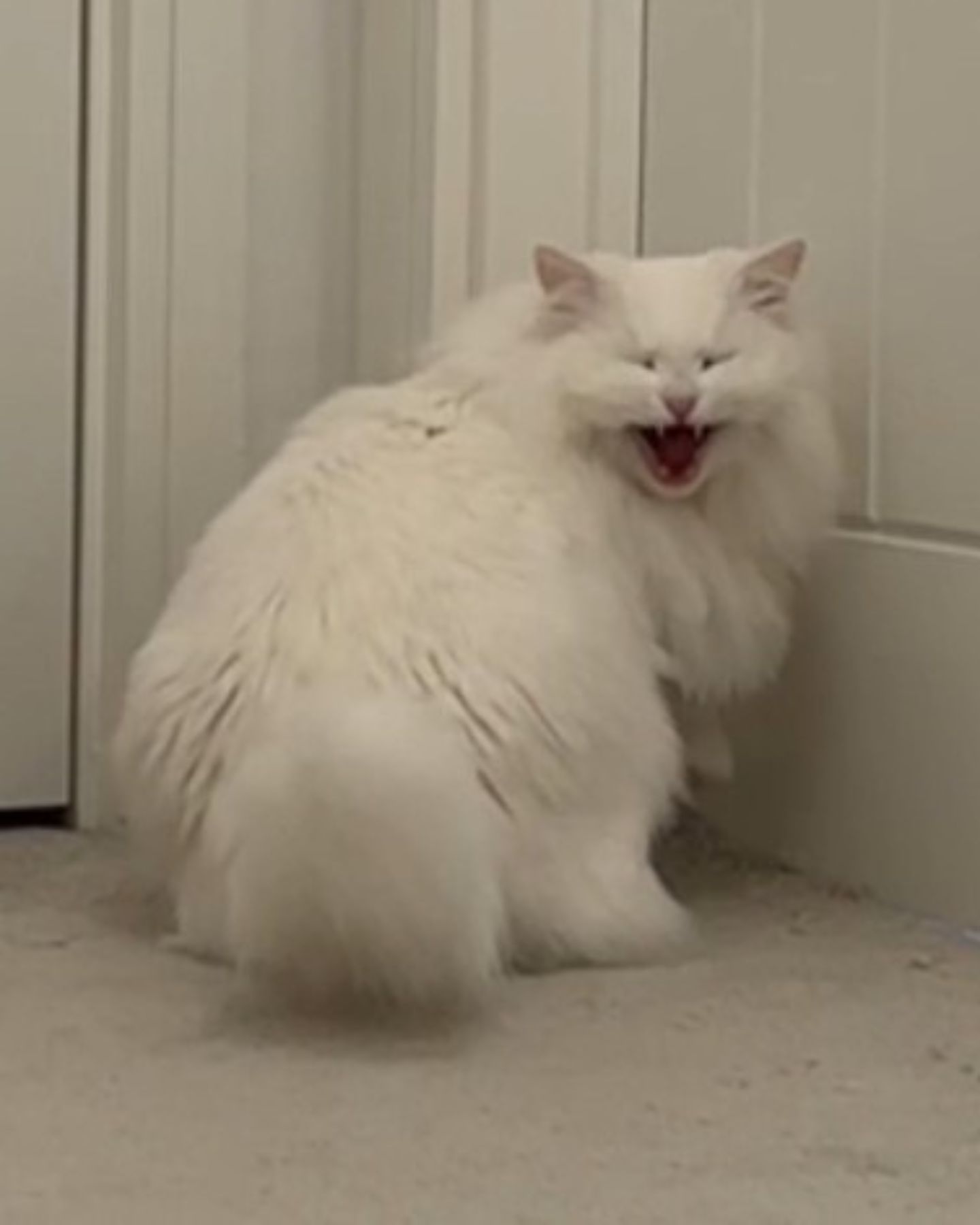 white cat screaming
