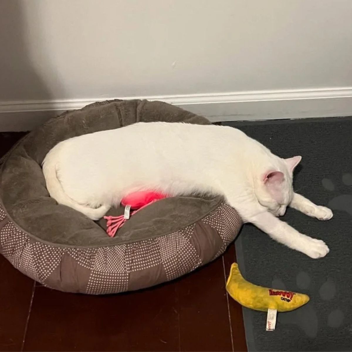 white cat stretched out legs