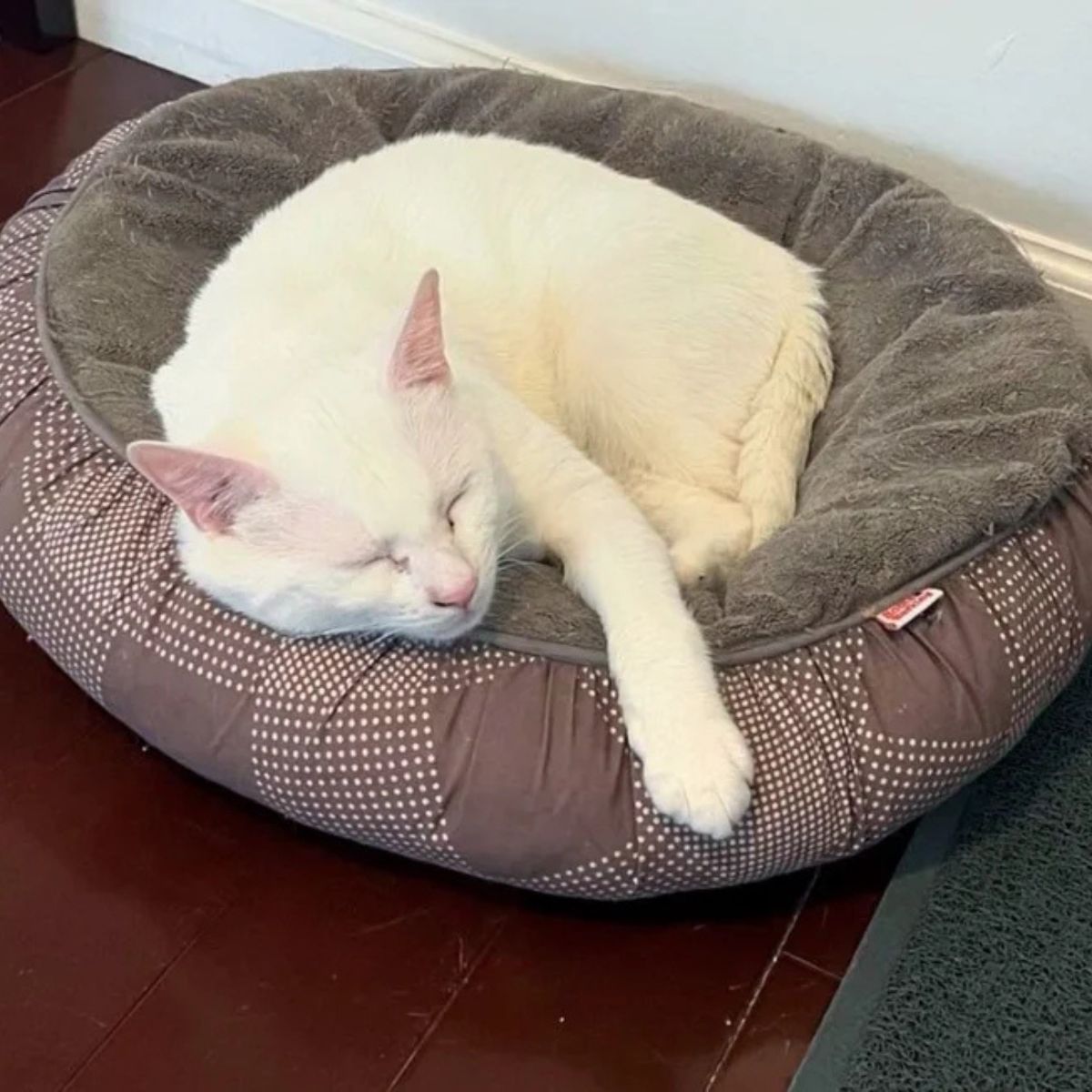 white cat taking a nap in the pillow