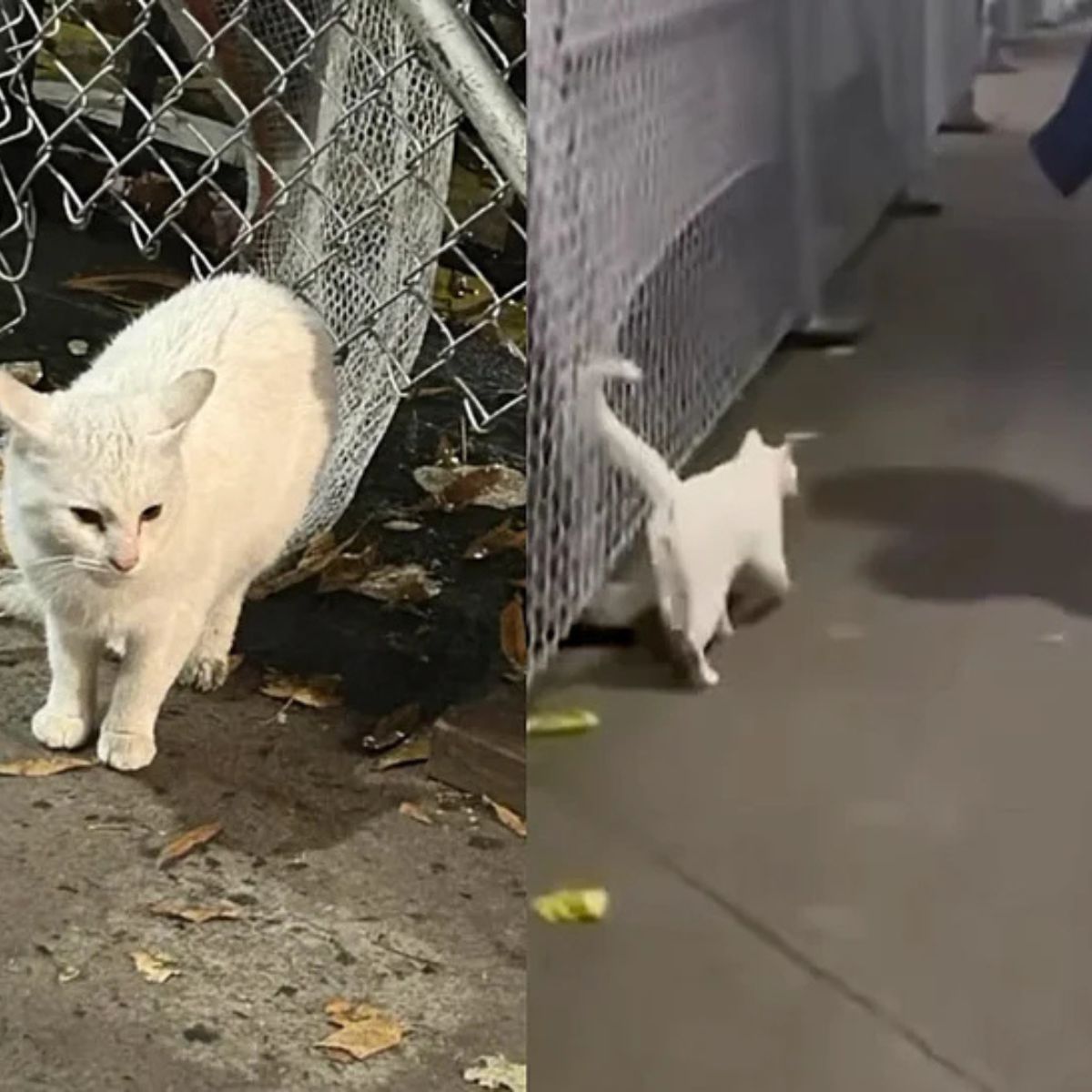 white cat walks the streets
