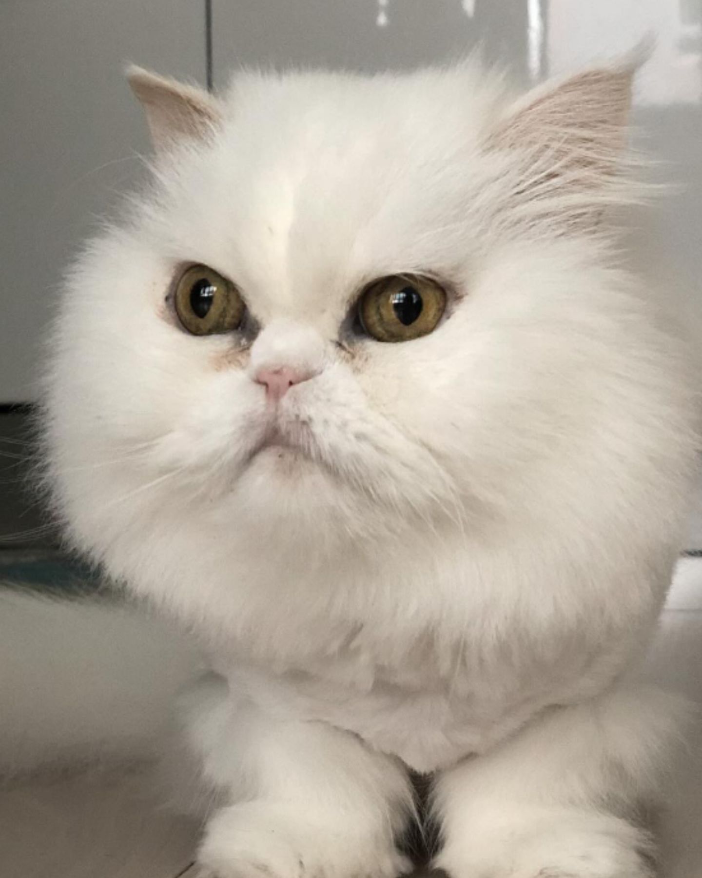white cat with angry face