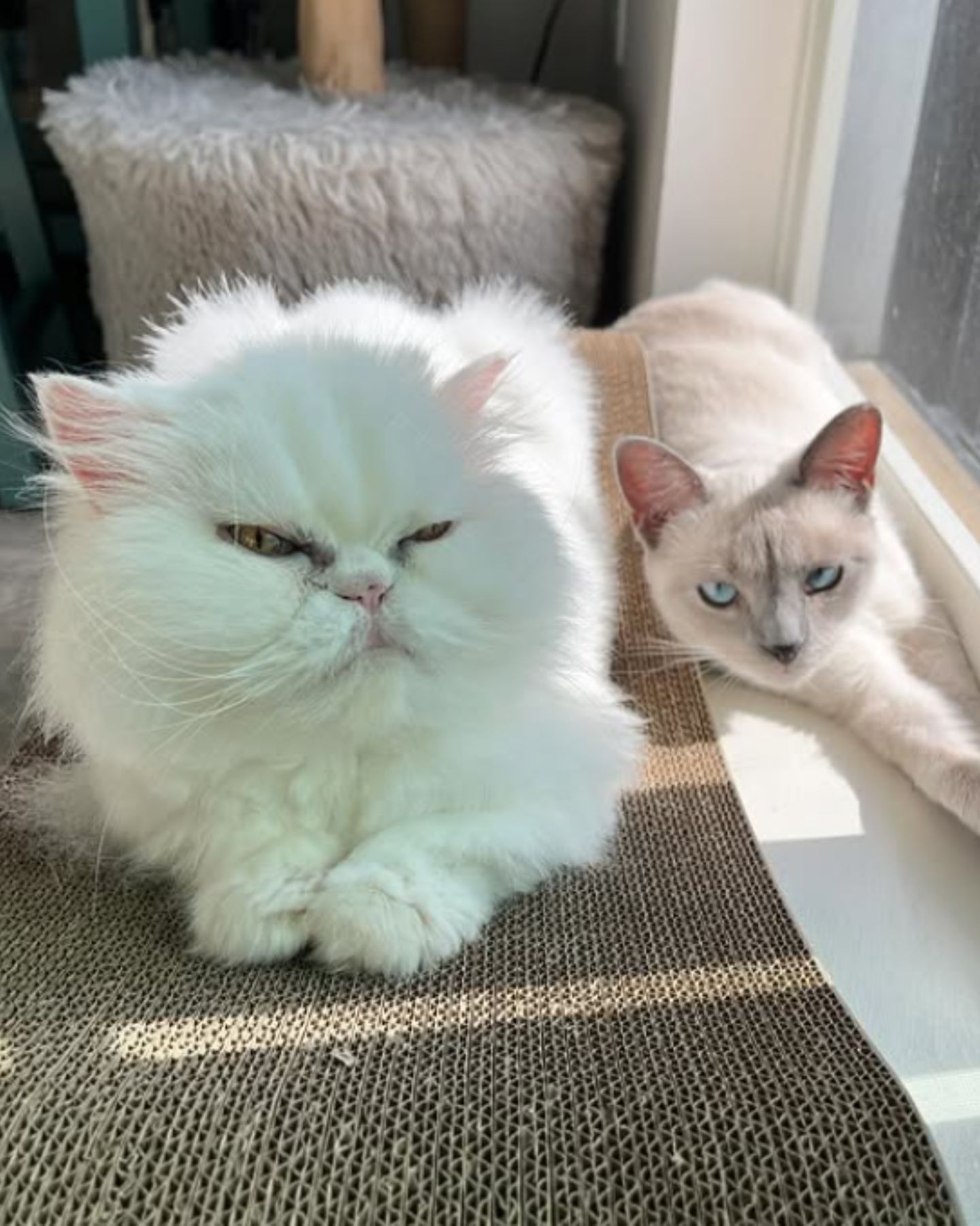 white cat with another cat