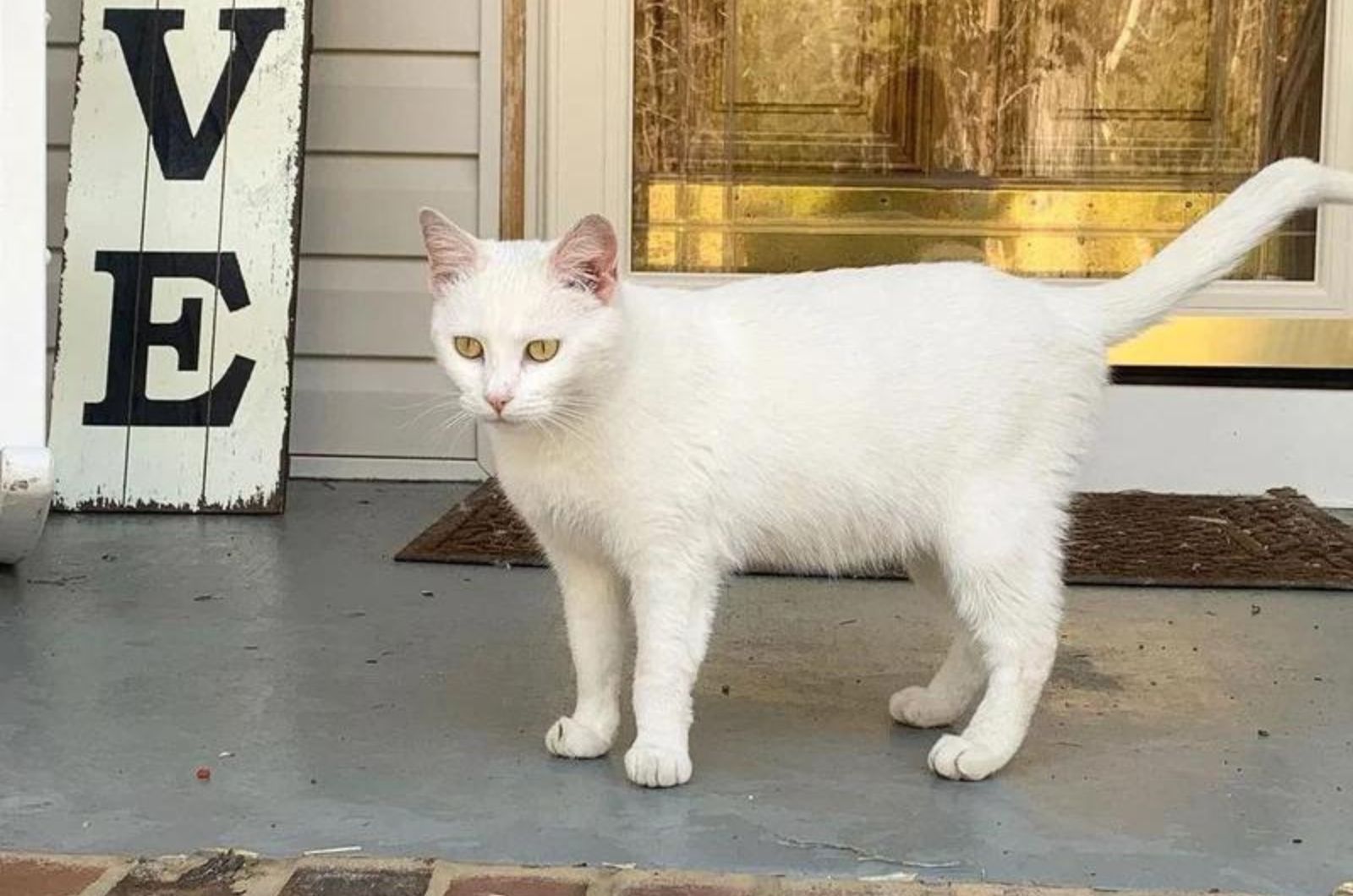 white cat with green eyes