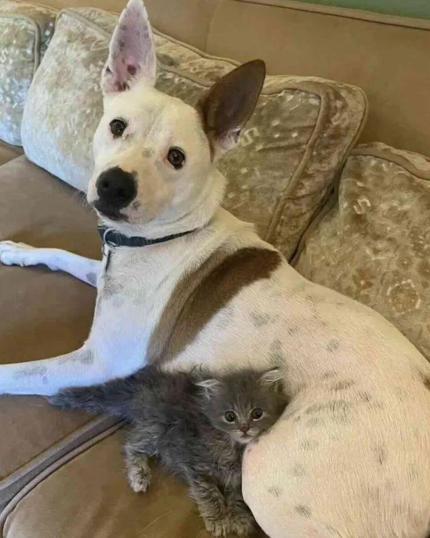 white dog and cute cat