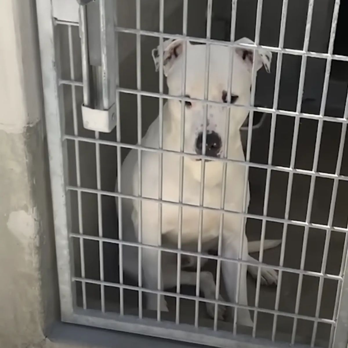 white dog in a cage