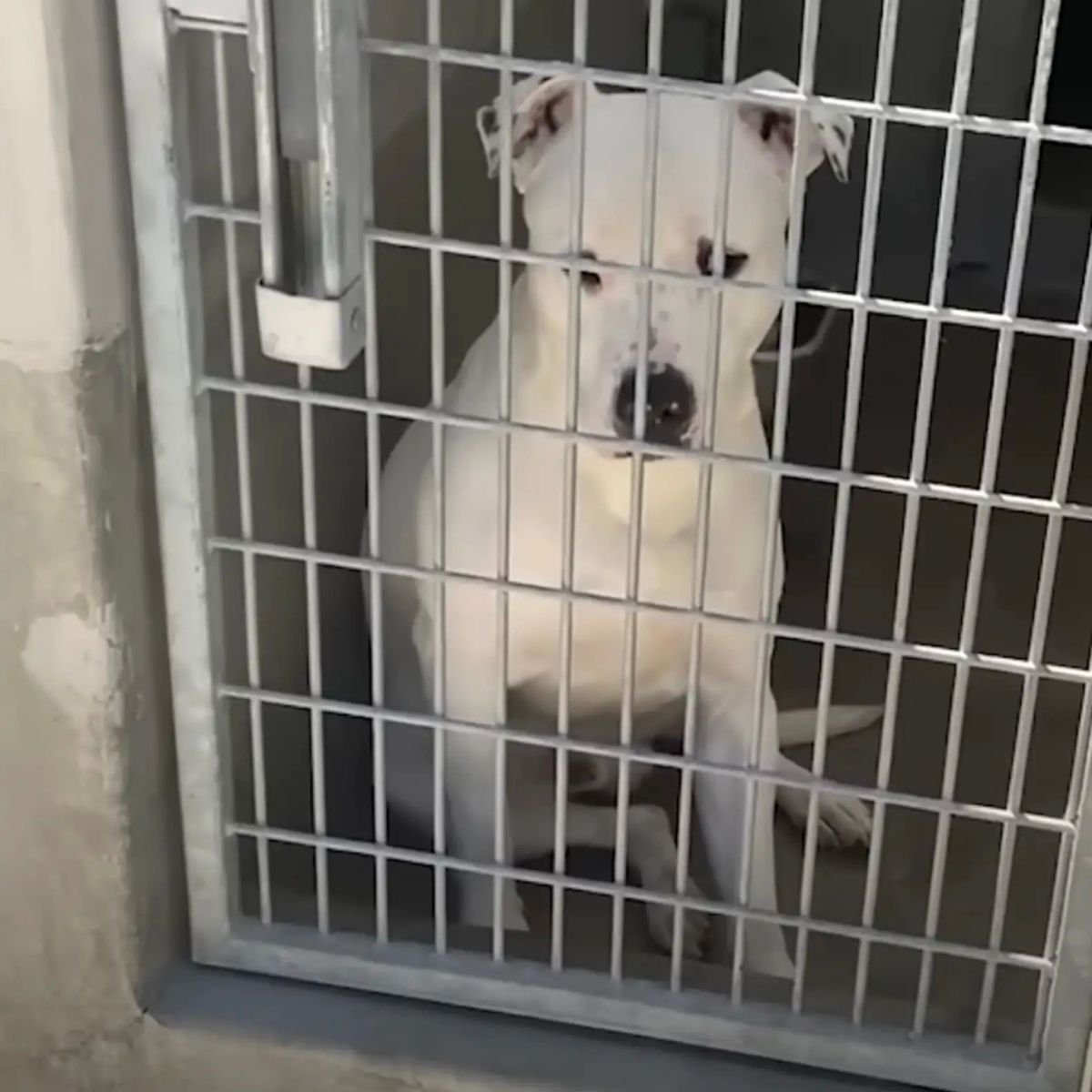 white dog in a cage