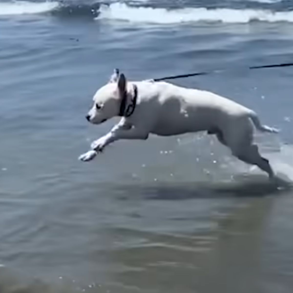 white dog in water