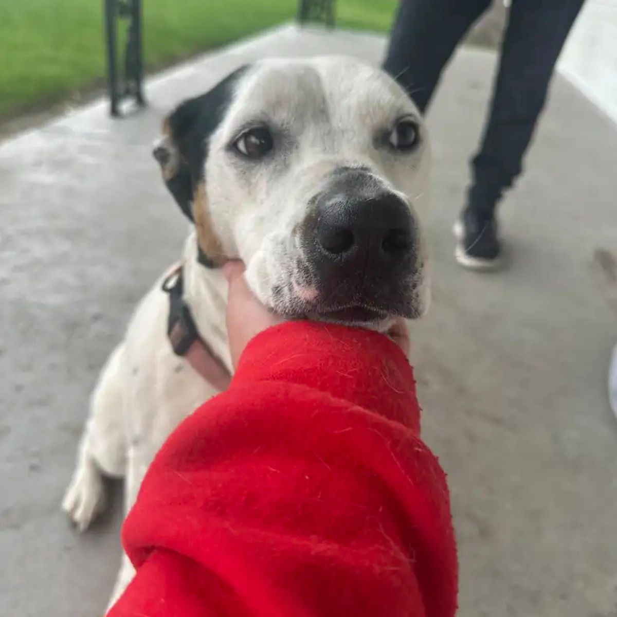 white dog is being petted