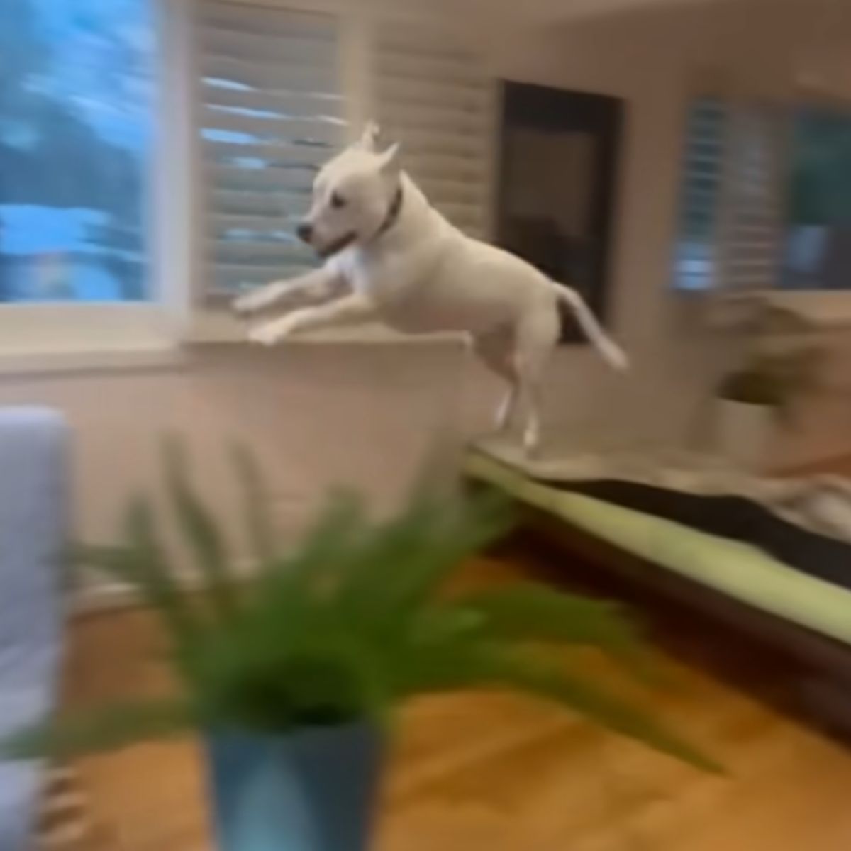 white dog is flying in the air