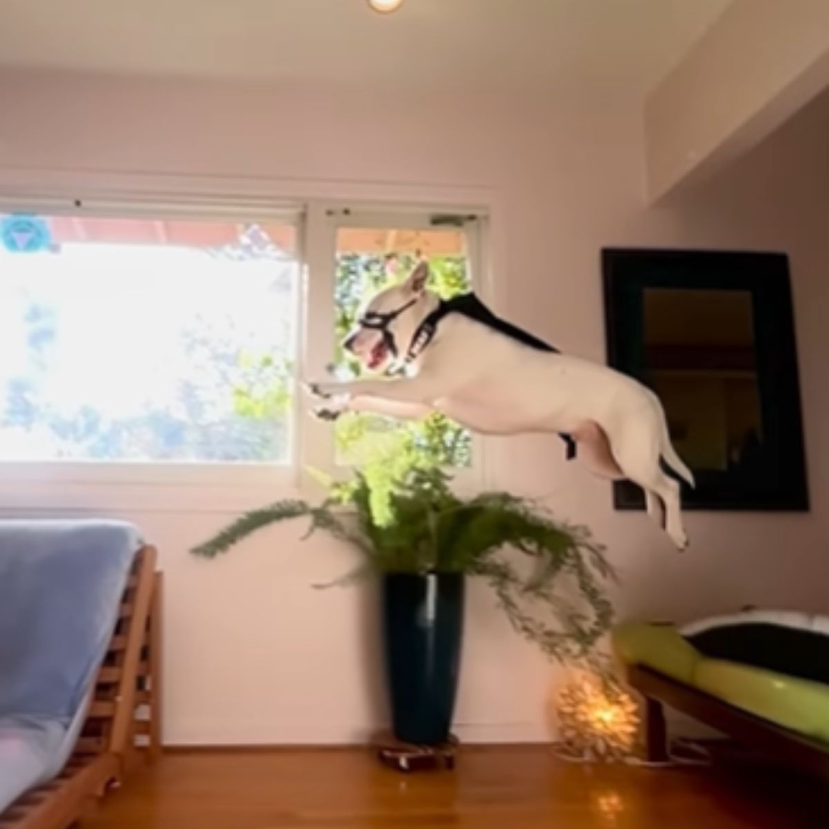 white dog is jumping off the sofa