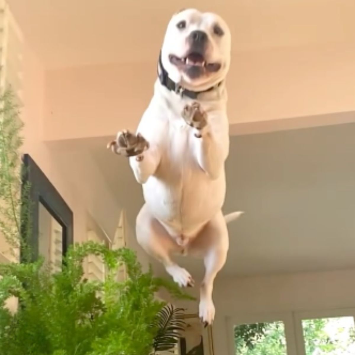 white dog is jumping