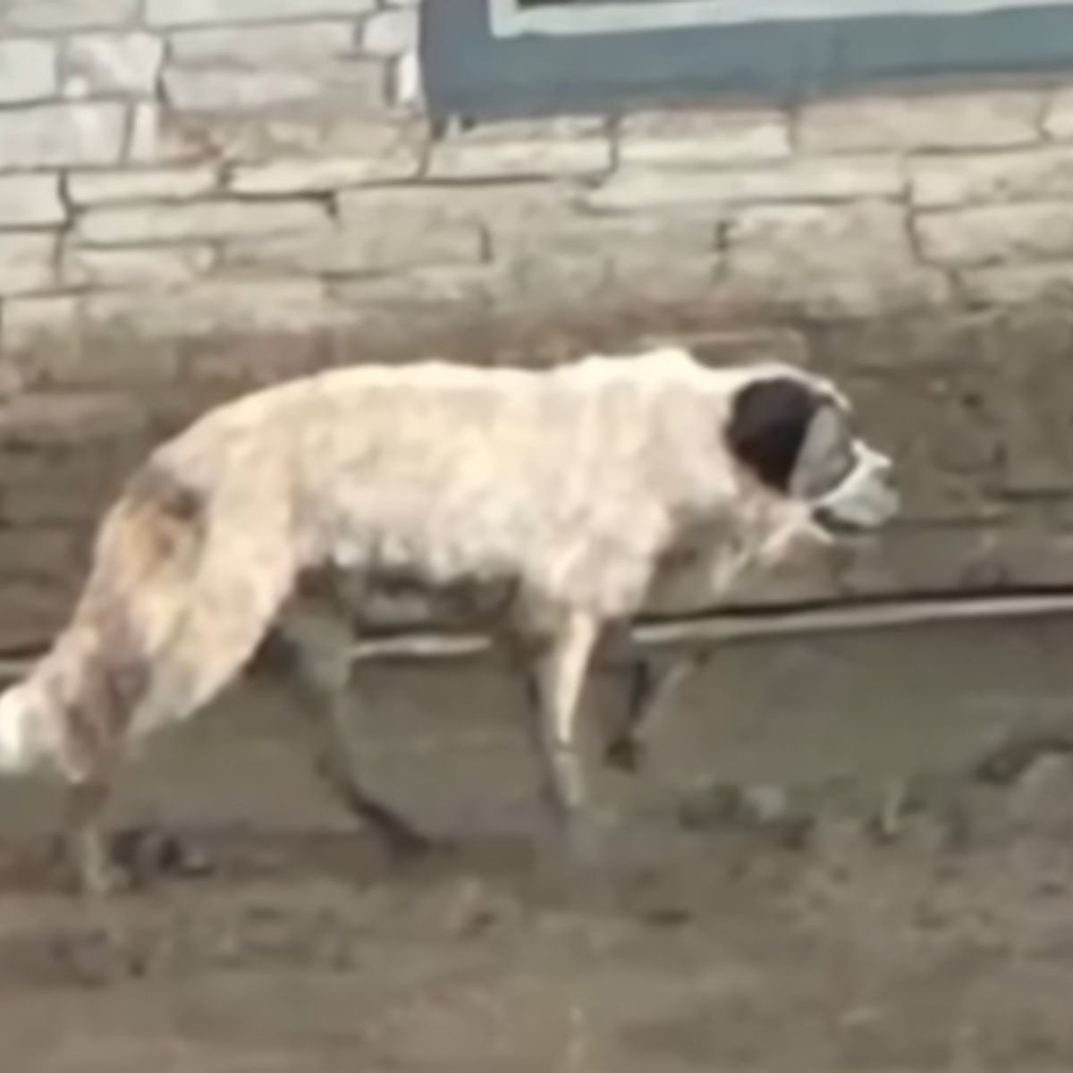 white dog is walkin