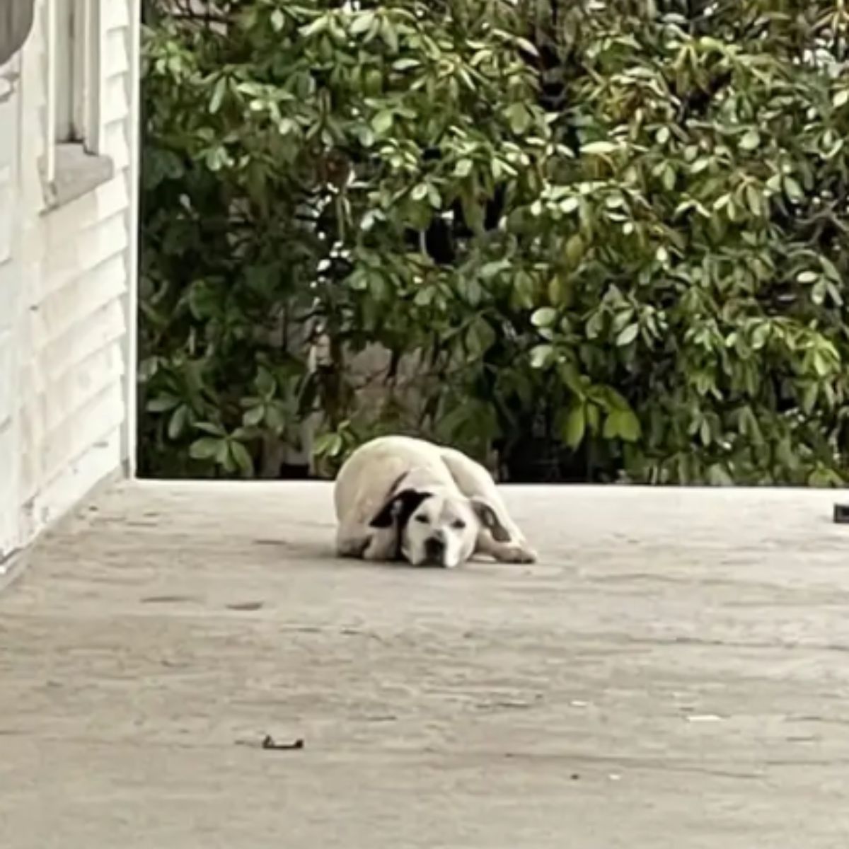white dog lying on the pavement