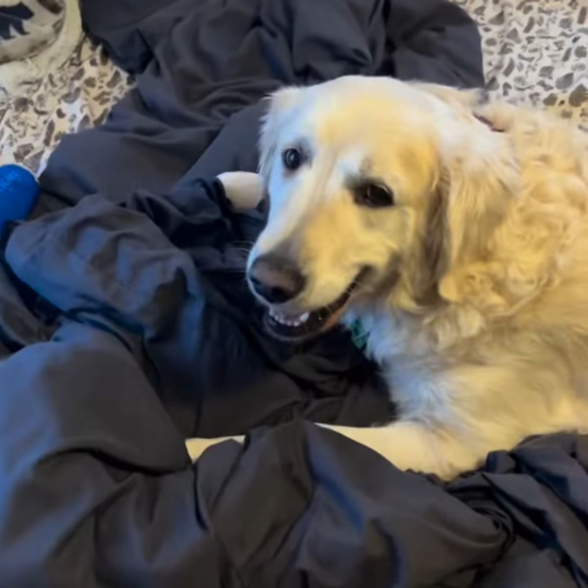 white dog on black bedding