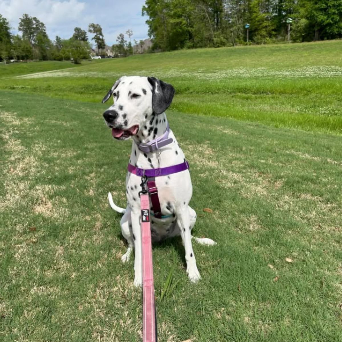 white dog with black fur spots in the grass on a leash
