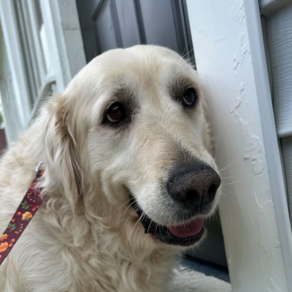 white dogs face