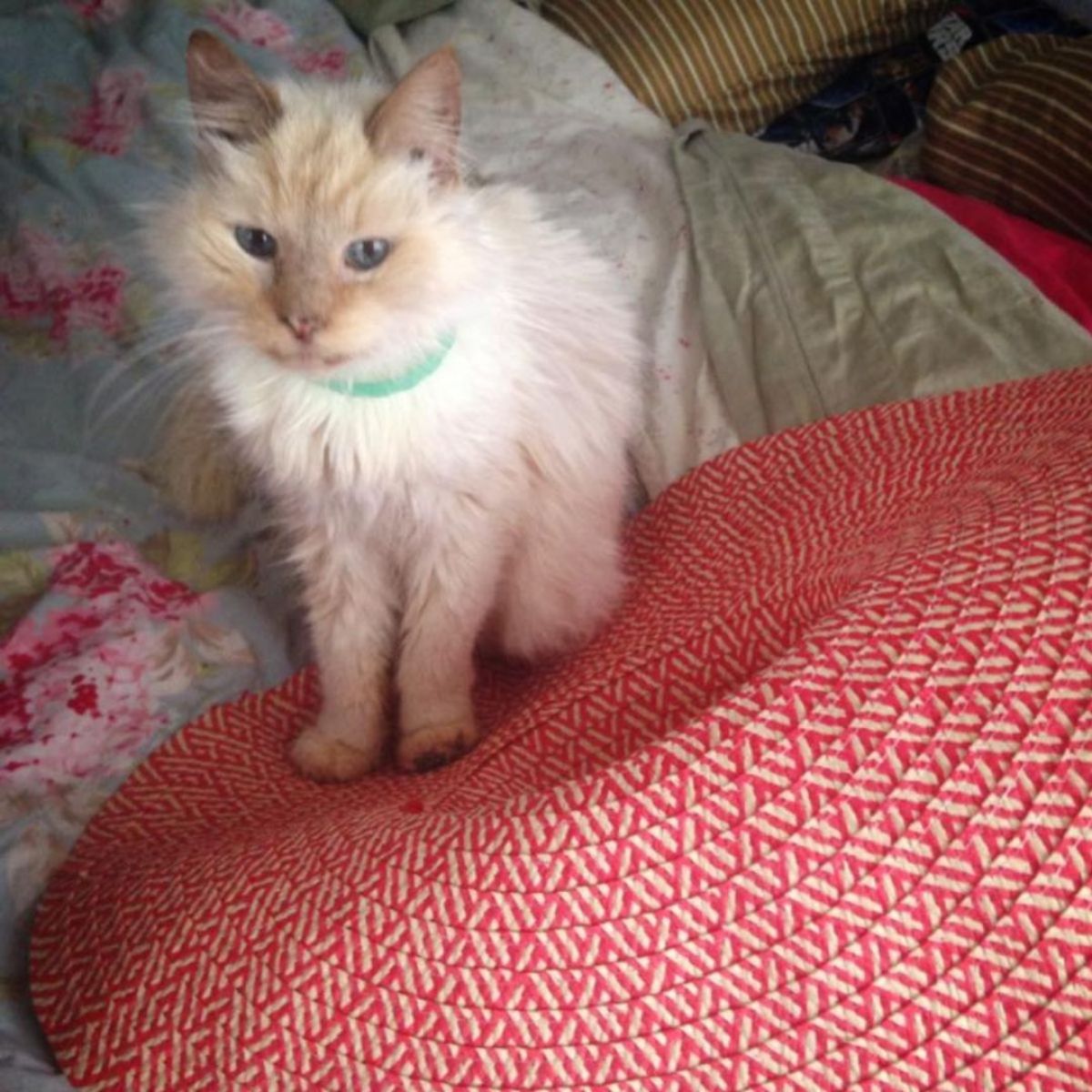 white fluffy cat