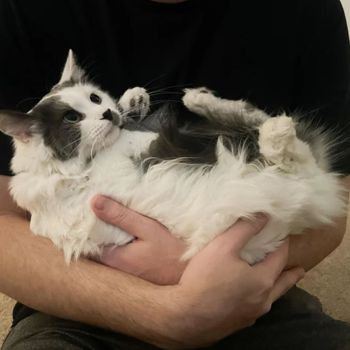 white fluffy cat in arms