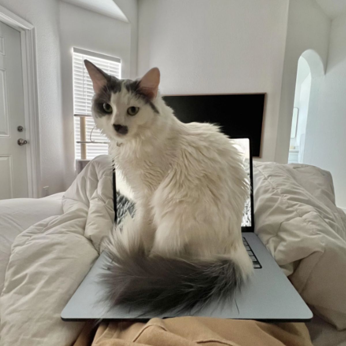 white fluffy cat on laptop