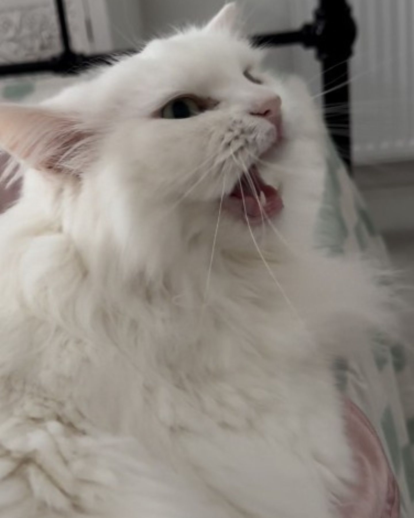 white fluffy cat