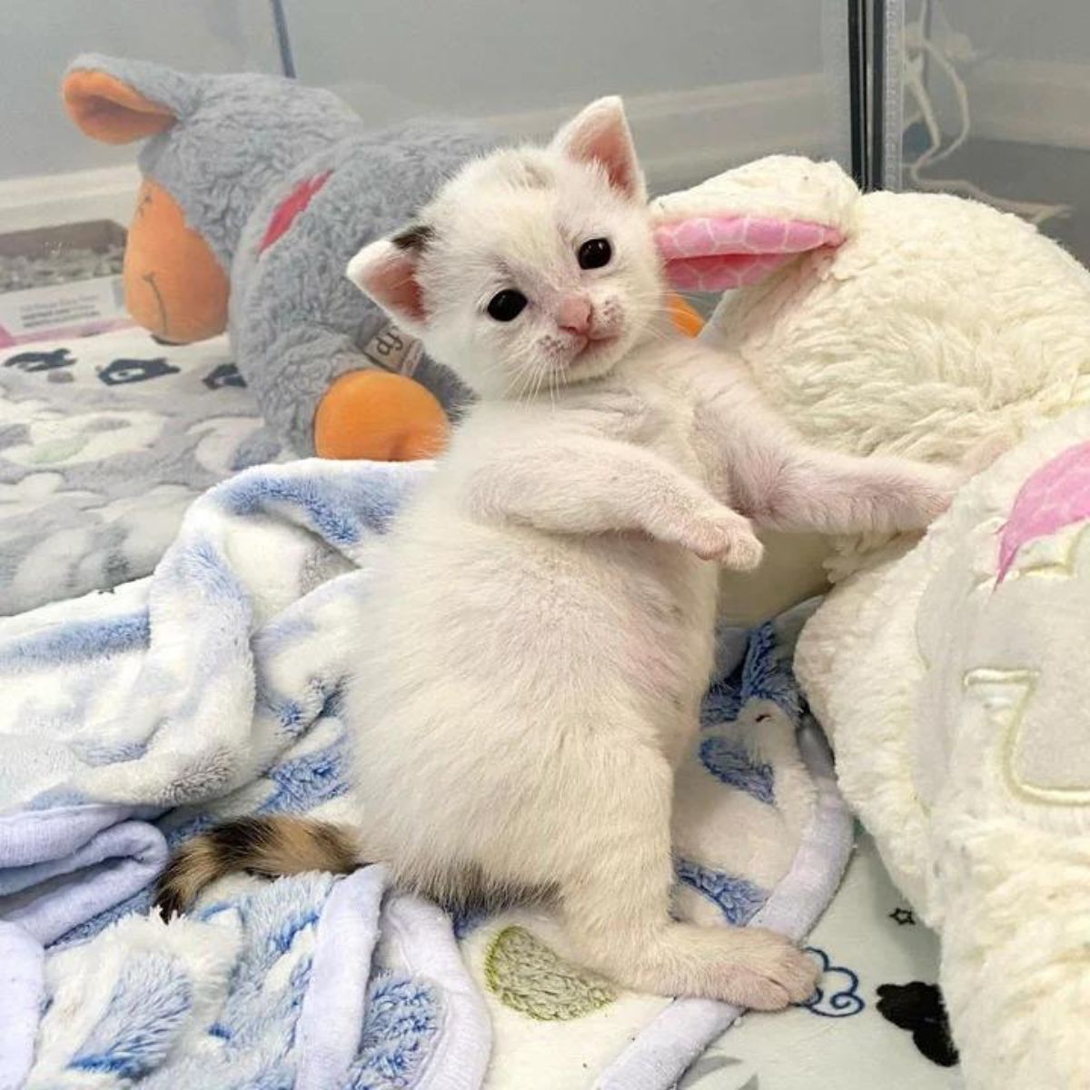 white kitten