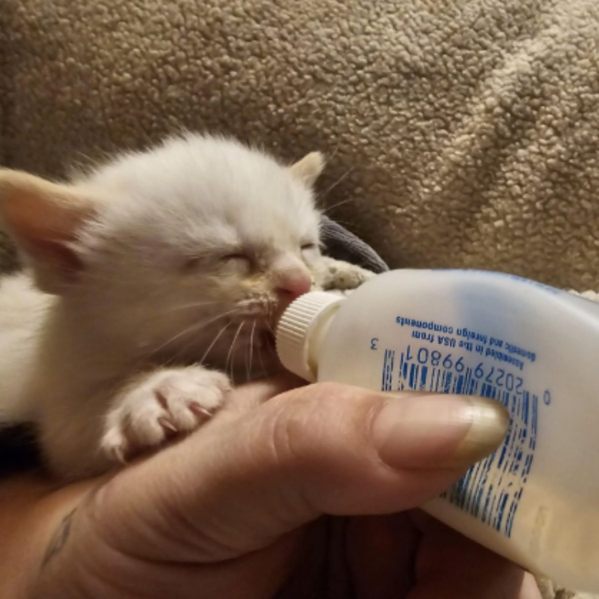 white kitten drinks milk from a bottle