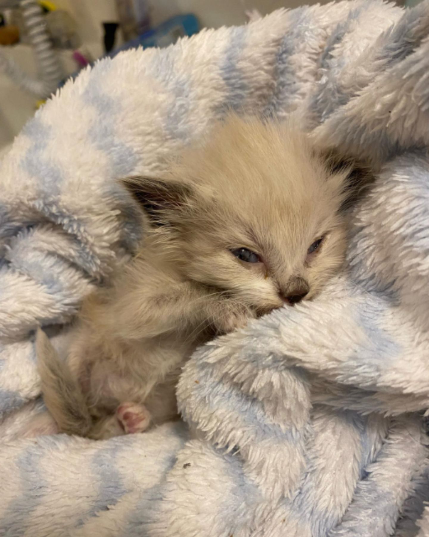 white kitten in a blanket