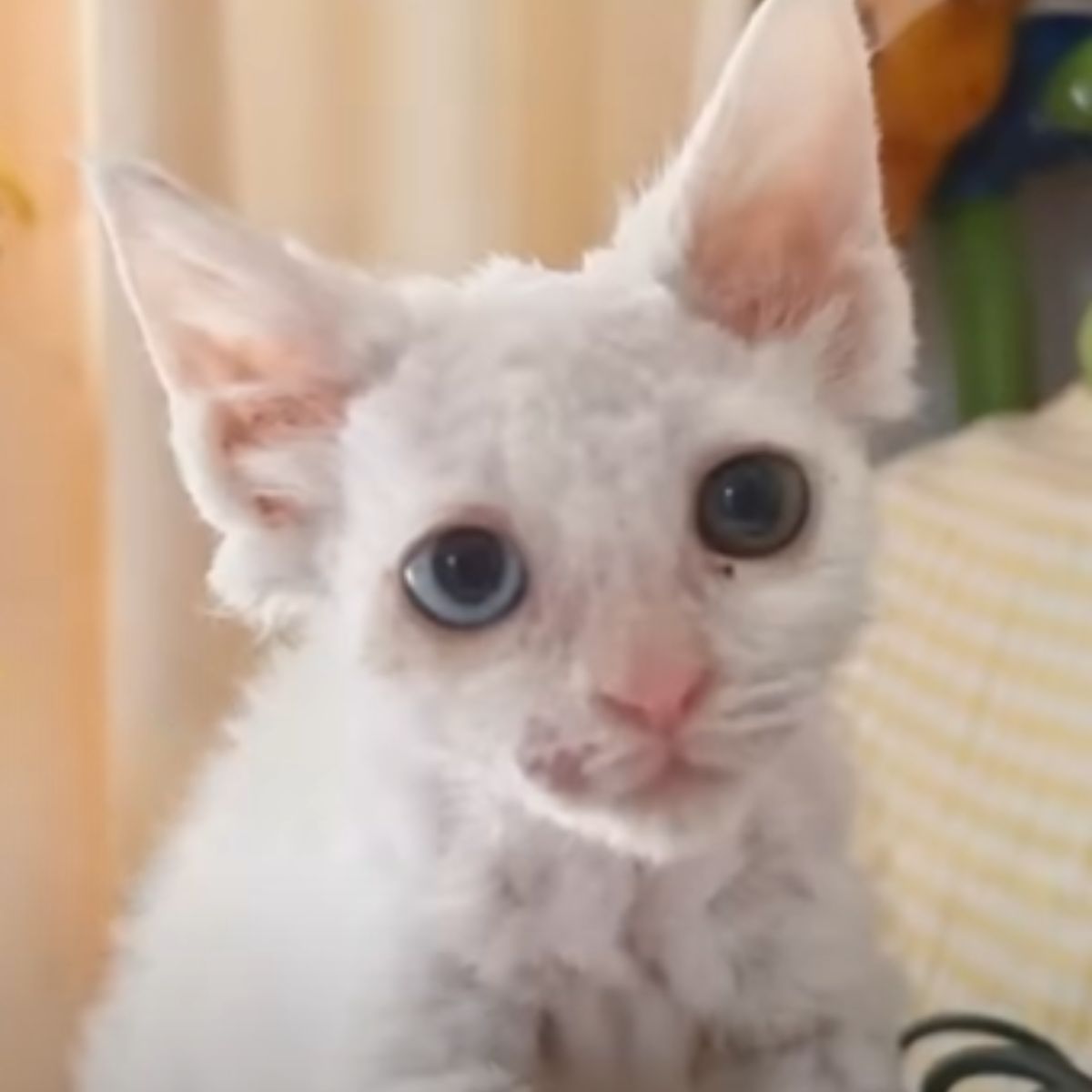 white kitten is recovering