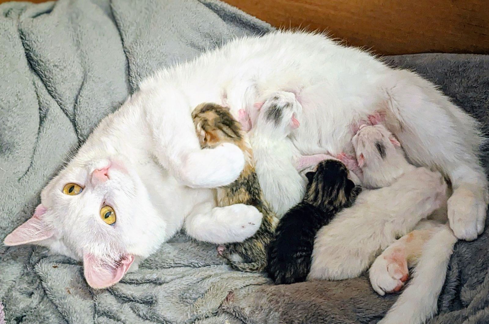 white mom cat with her babies