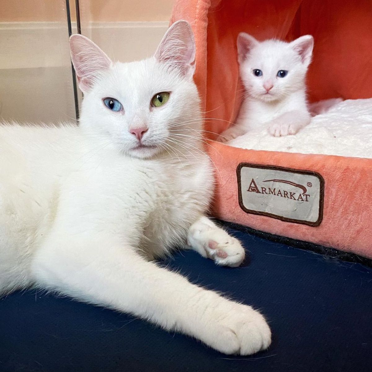white mom cat