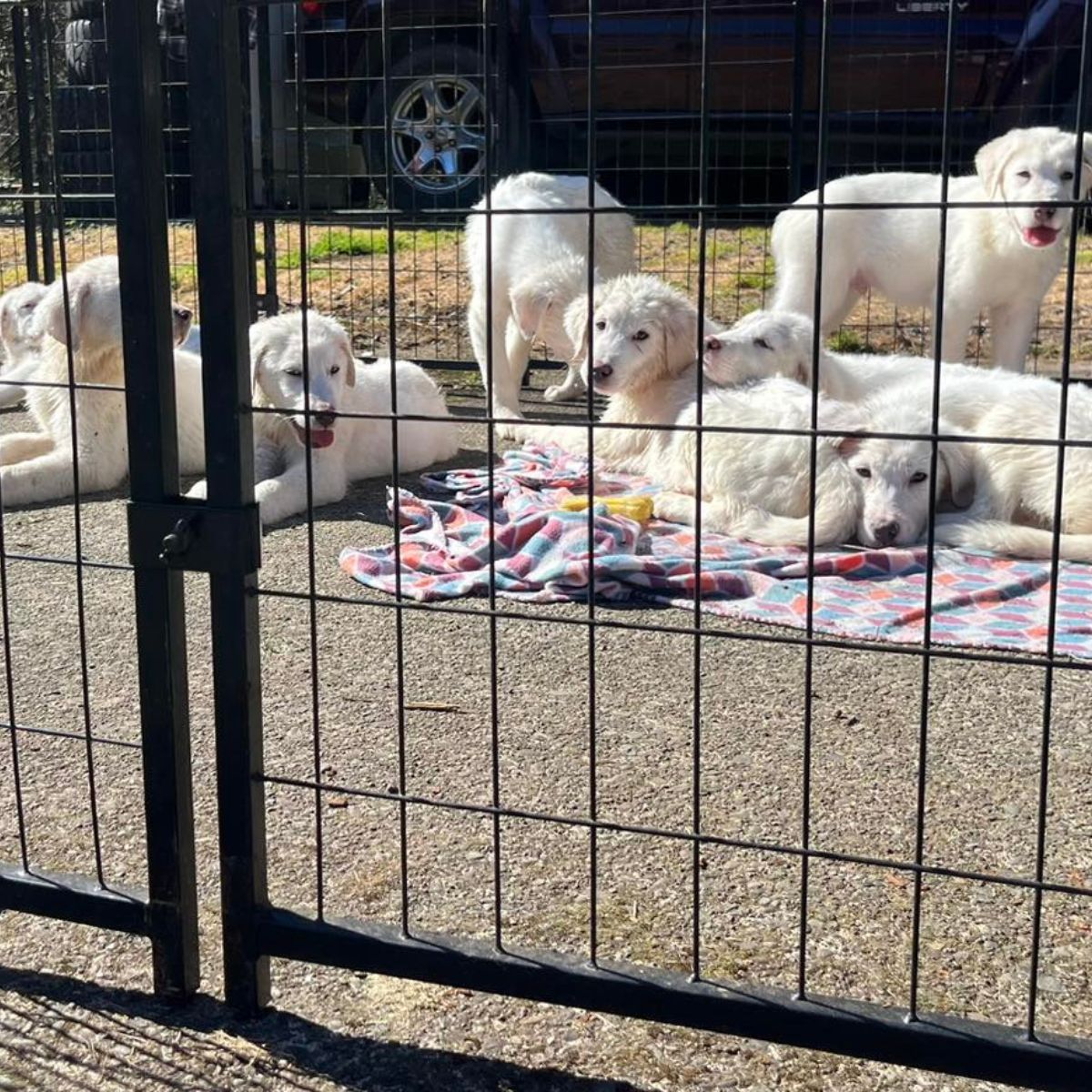 white puppies