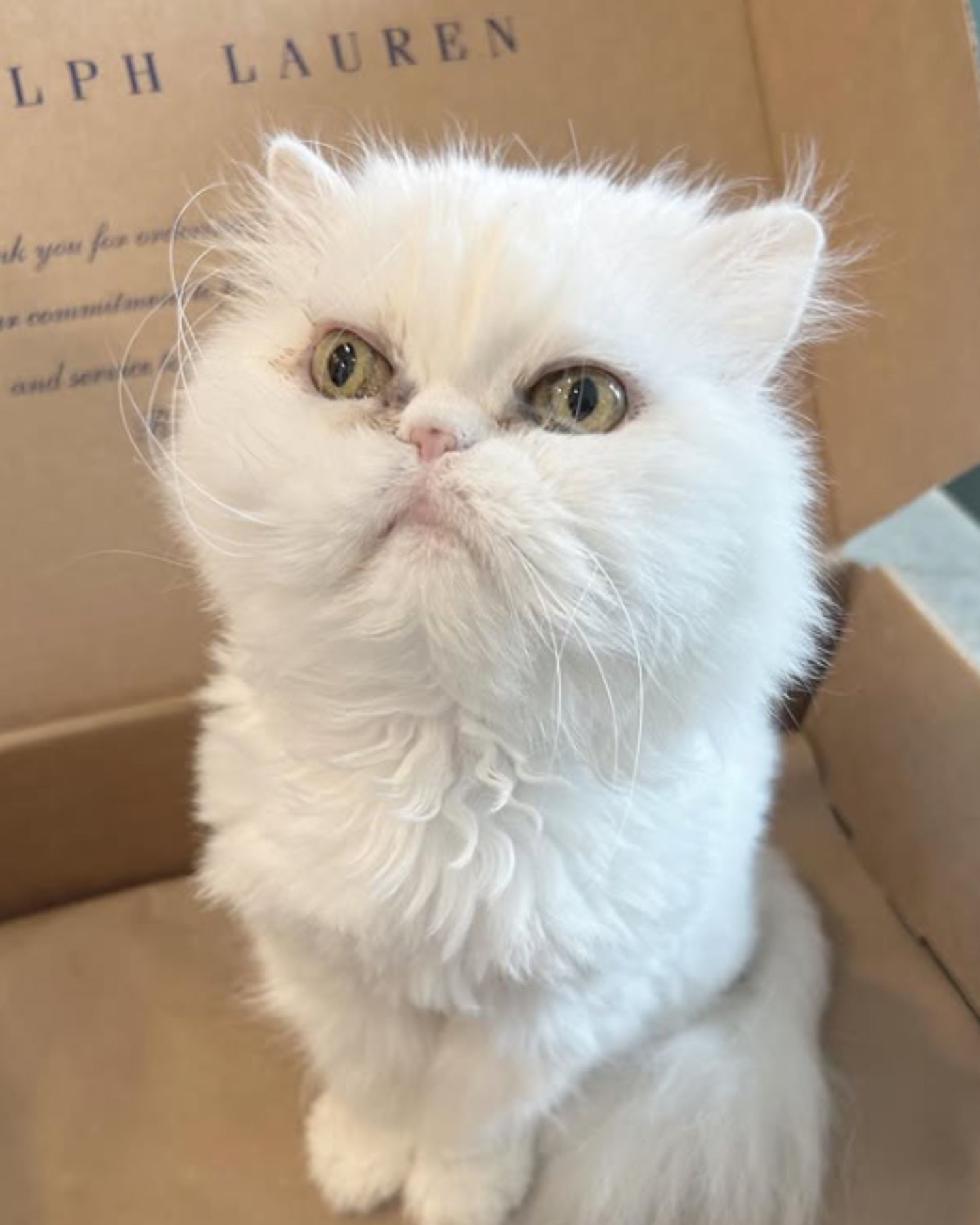 white senior cat standing