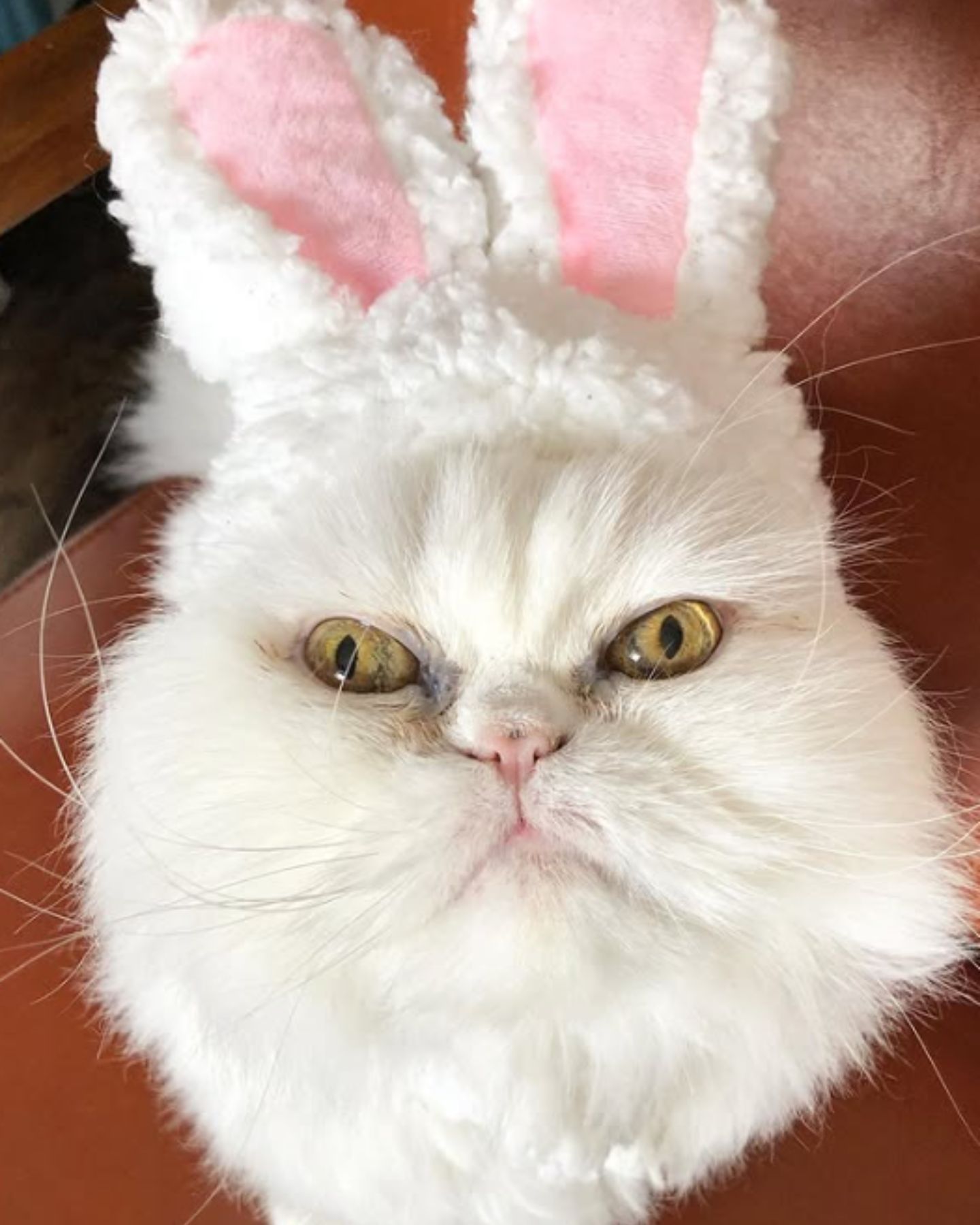 white senior cat with wrinkled ears