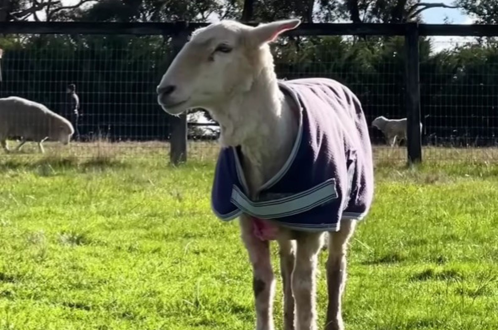 white sheep standing on grass