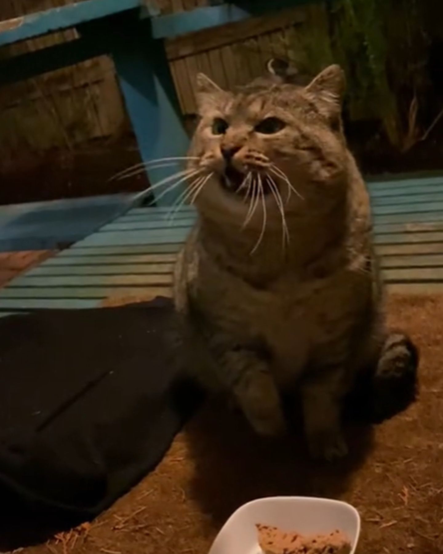 wild cat meows