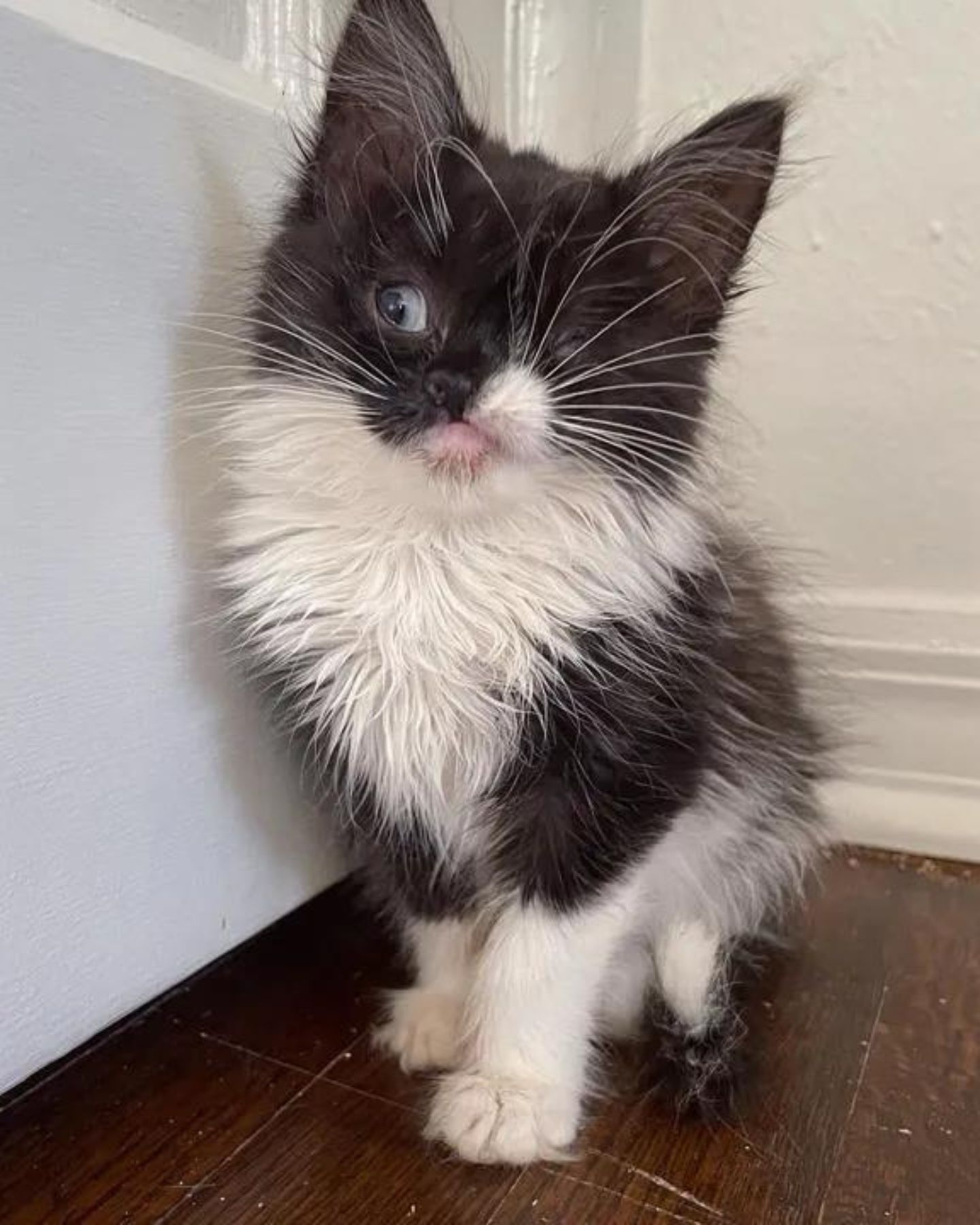 wink kitten