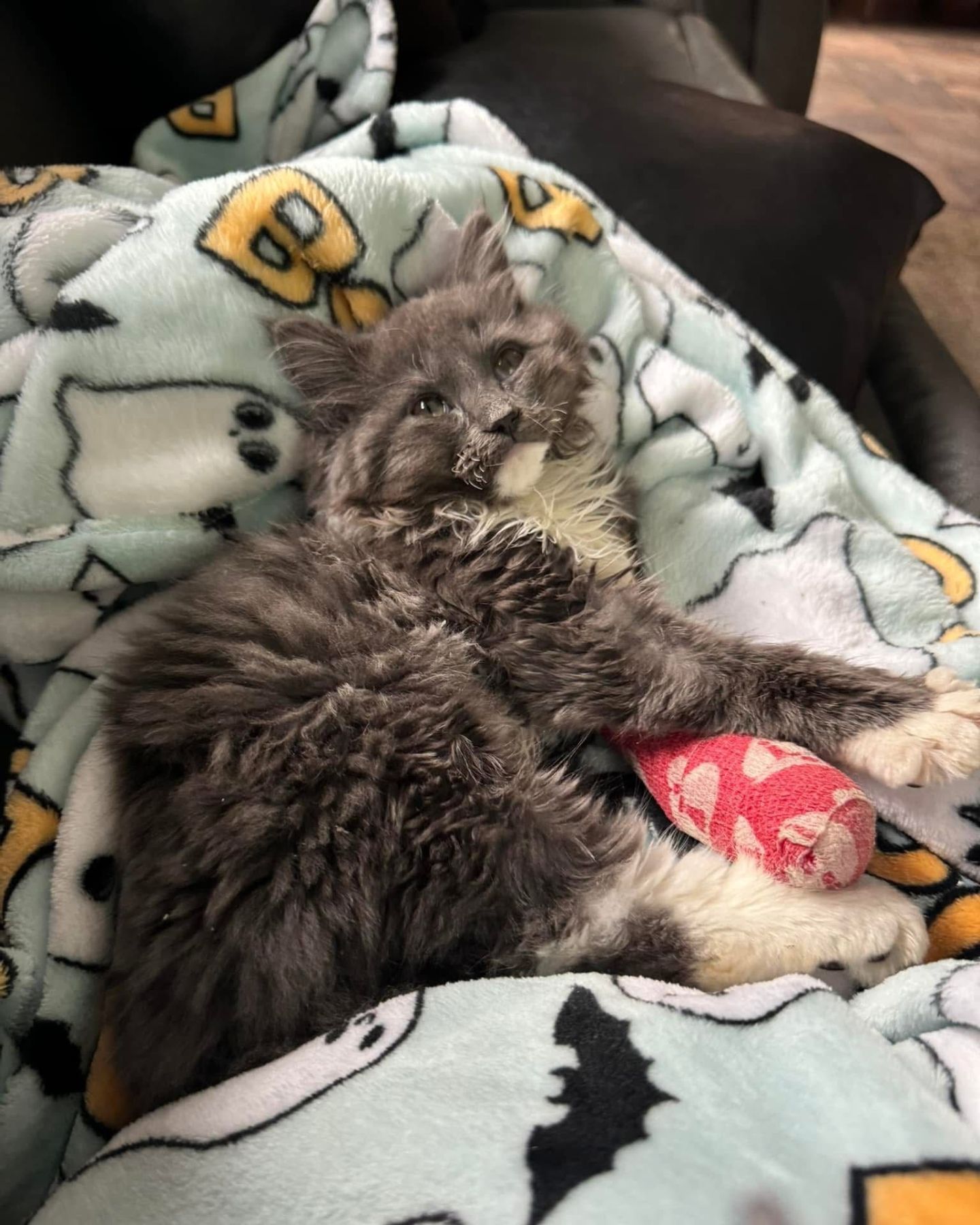 wobbly kitten